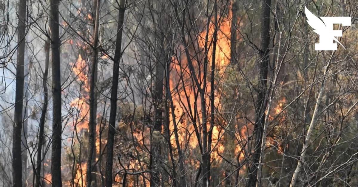 Lyon : deux hectares de végétation sont partis en fumée lors d’un double incendie, la piste criminelle est privilégiée