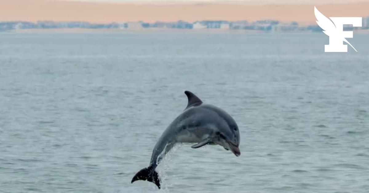 Une dauphine à la recherche de contact humain aperçue à Saint-Jean-de-Luz