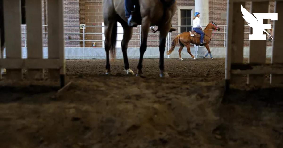 Un éleveur de chevaux qui avait jeté un poulain dans un trou, entraînant sa mort condamné à trois mois de prison avec sursis