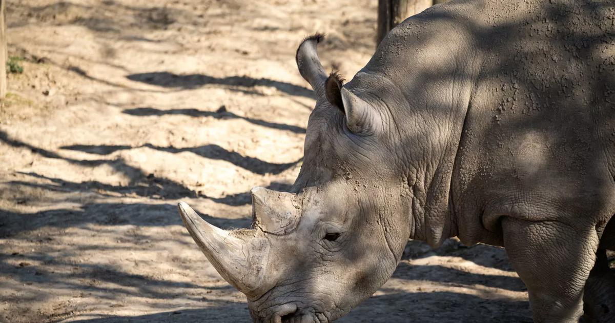 Wami, l'emblématique rhinocéros du Zoo de Paris s'est envolé pour le Mexique
