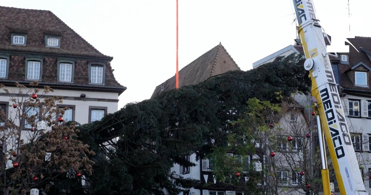Strasbourg installe son sapin du marché de Noël