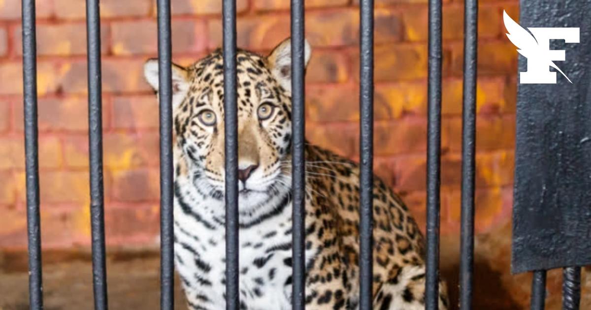 Singes, tigres, jaguars...135 animaux exotiques, dont des espèces menacées, saisis chez un cartel mexicain