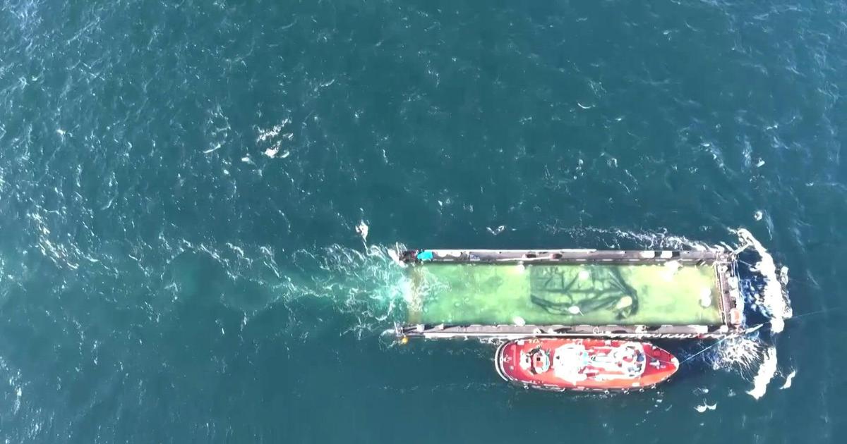 La baleine à bosse Timmy, échouée plusieurs fois près des côtes allemandes, a été relâchée en mer du Nord