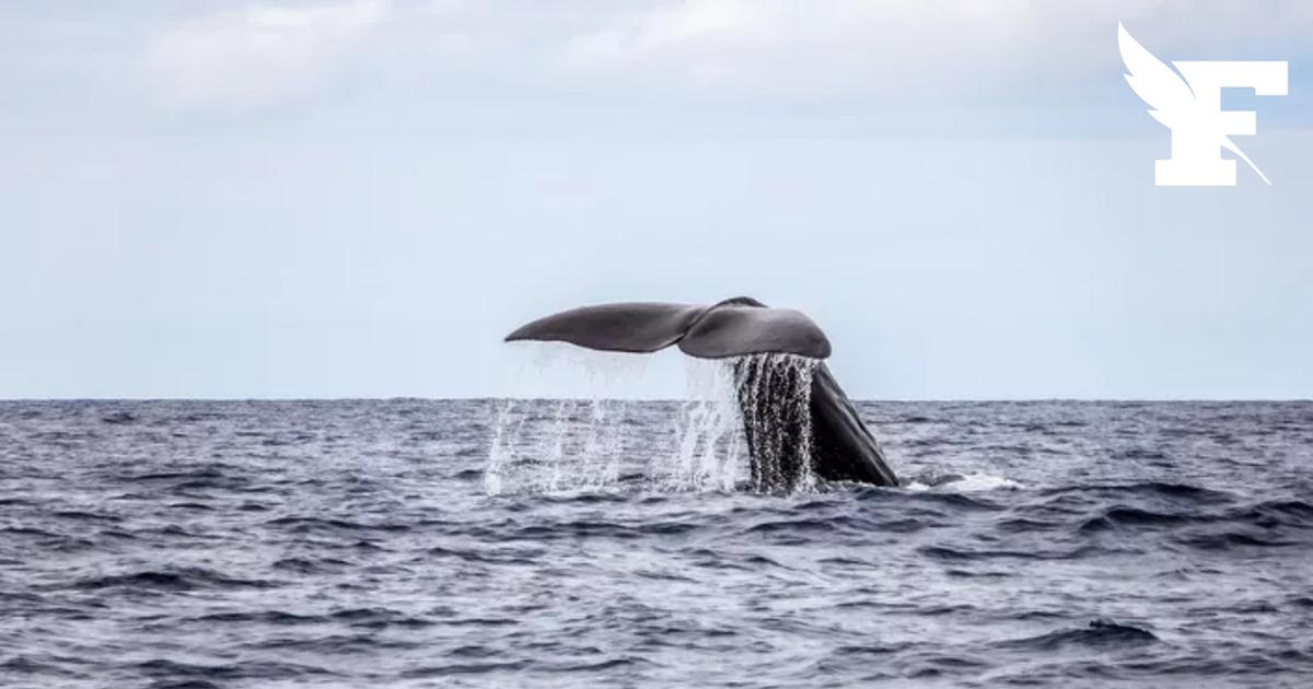Loire-Atlantique: une opération de sauvetage visant à remorquer un cachalot en mer échoue