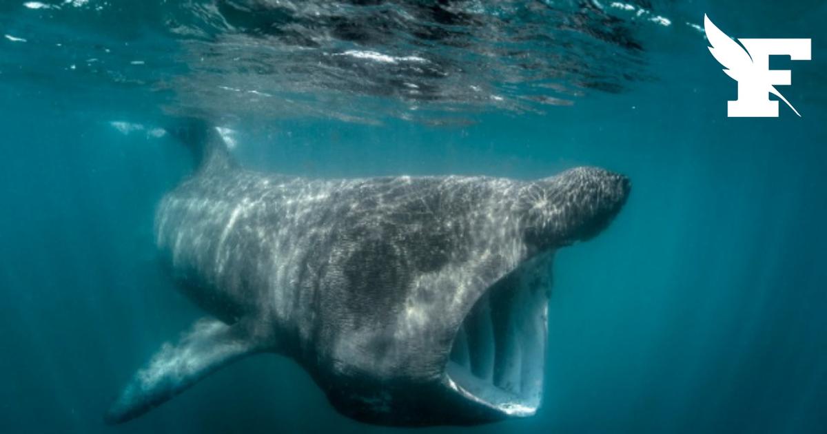 À quoi ressemble le requin-pèlerin, espèce aperçue à plusieurs reprises en Méditerranée fin avril ?