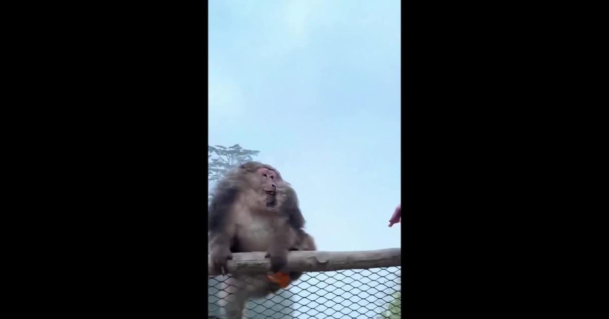 Chine : un touriste banni trois ans d'une montage pour avoir poussé un singe du haut d'une montagne