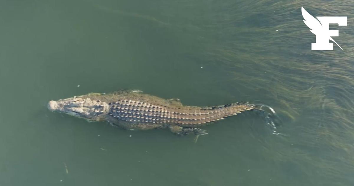 Les autorités australiennes alertent sur la présence de «crocodiles partout» à la suite d’importantes inondations