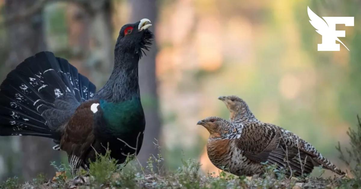 Vosges : quatre grands tétras sont nés, une première depuis leur réintroduction en 2024