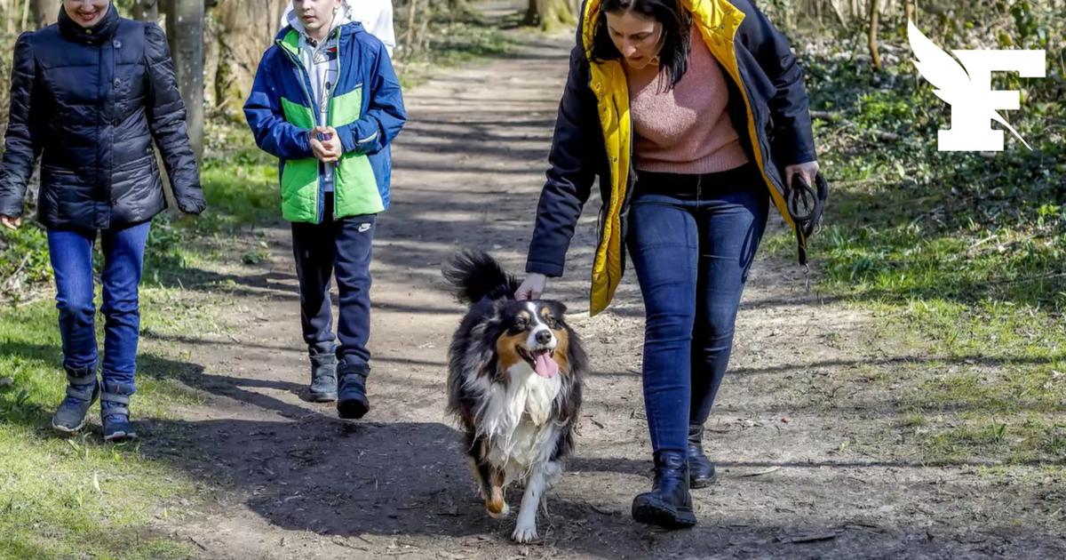 Au printemps, les propriétaires de chiens sont tenus de respecter cette règle en forêt