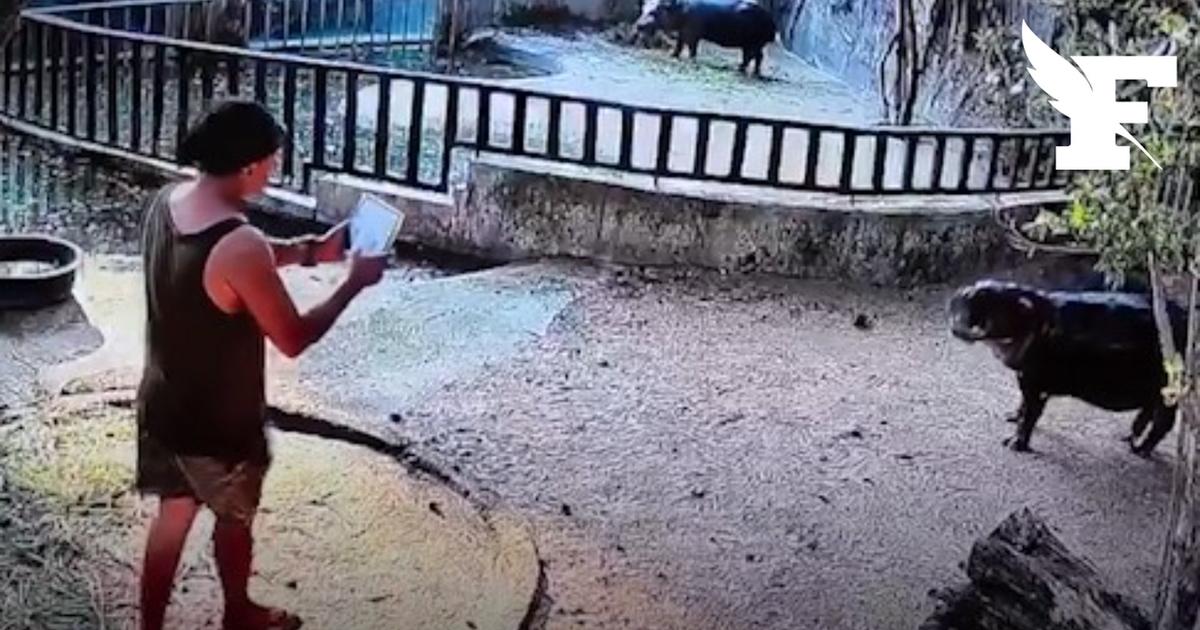 Un homme s’introduit dans l’enclos de Moo Deng, l’hippopotame star des réseaux sociaux