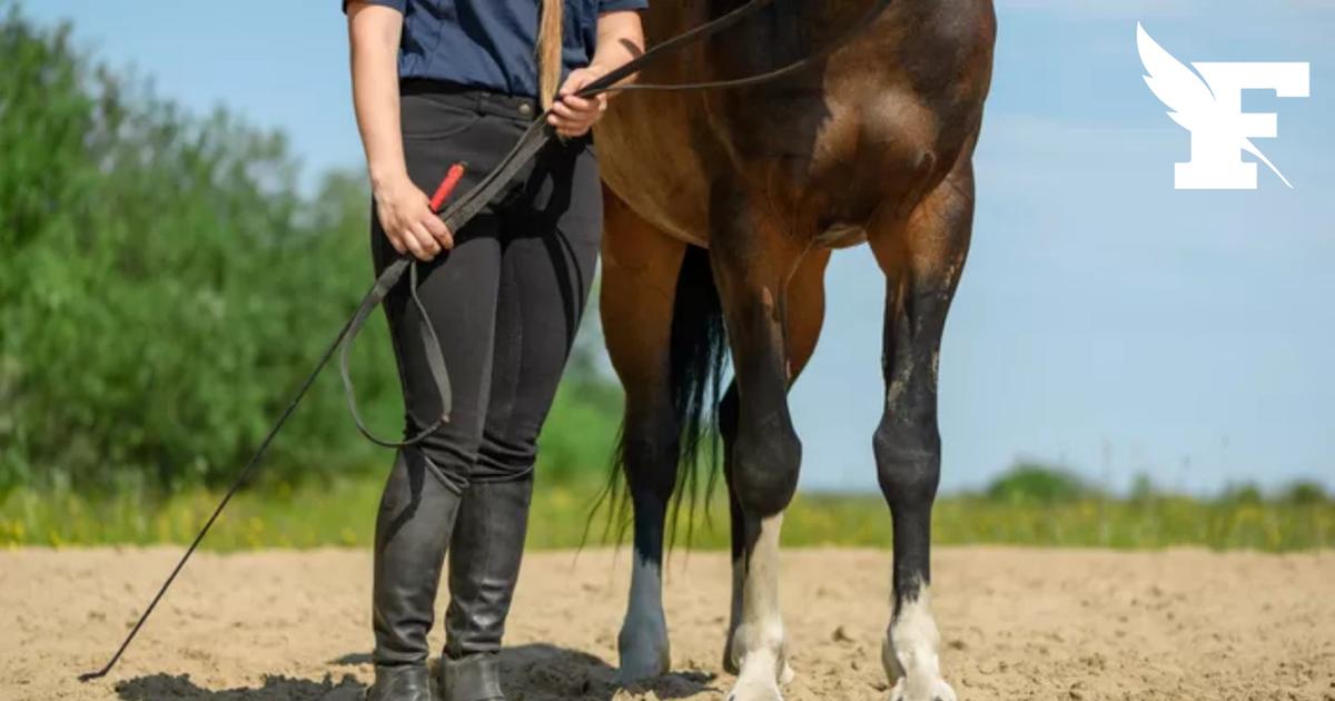 Un cheval grièvement blessé et deux autres tagués à Wallers, en banlieue de Valenciennes