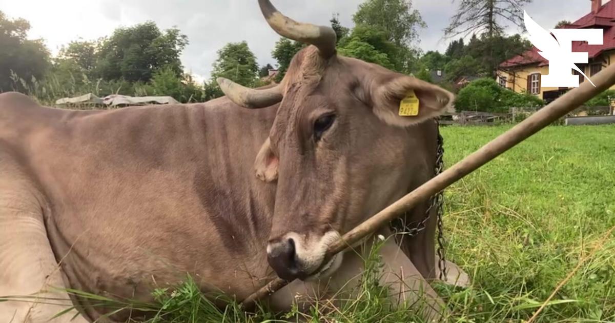 Cette vidéo d'une vache en train d’utiliser une brosse étonne les scientifiques
