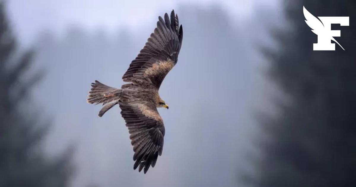 Incendies: la présence du milan noir en France, dit «oiseau pyromane», est-elle problématique ?