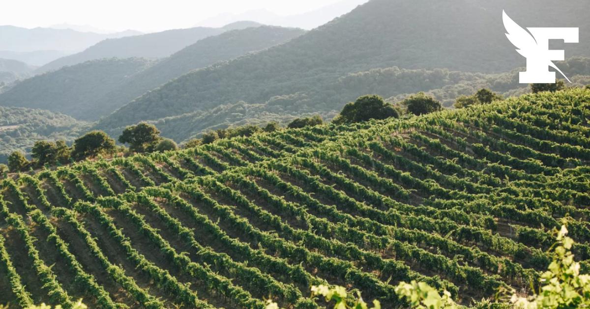 Corse: un vigneron expérimente des traitements...à base d'eau de mer