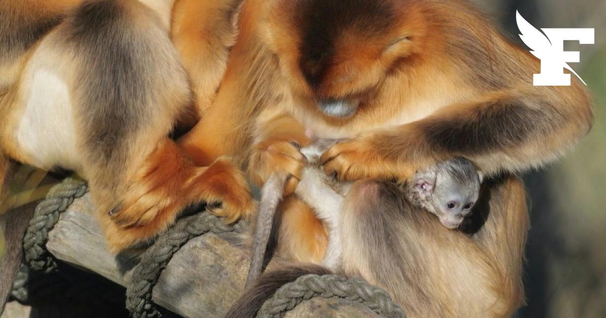«Une naissance exceptionnelle» : un petit singe doré est né au zoo de Beauval