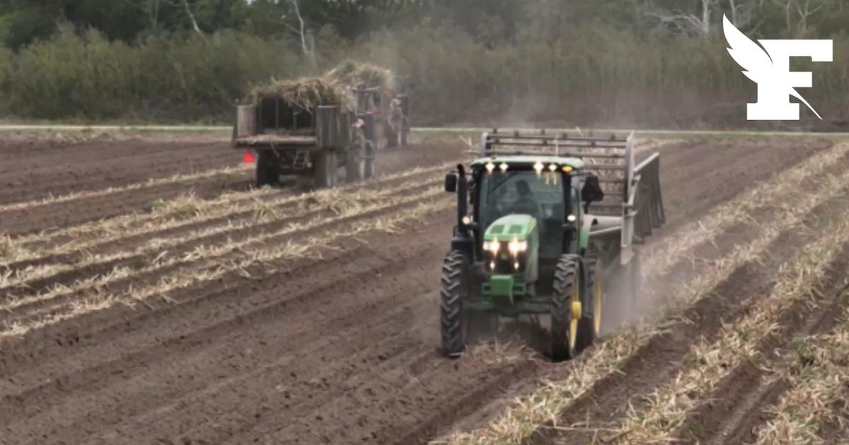 Hausse mondiale des prix alimentaires : les prévisions de la Banque mondiale
