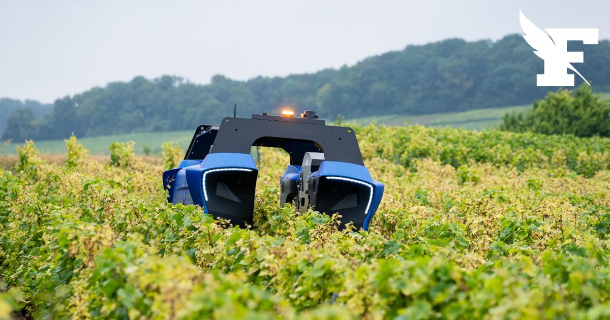 À quoi ressemblent les robots autonomes de plus en plus utilisés dans les vignobles français ?