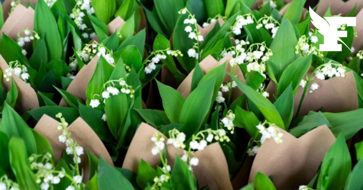 Le prix du muguet subit une légère augmentation en 2026