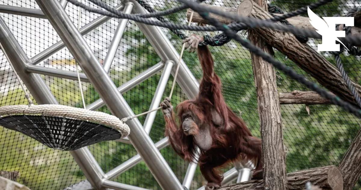 À 57 ans, Nénette, l’orang-outan emblématique de la Ménagerie du Jardin des Plantes, rejoint un nouvel enclos extérieur