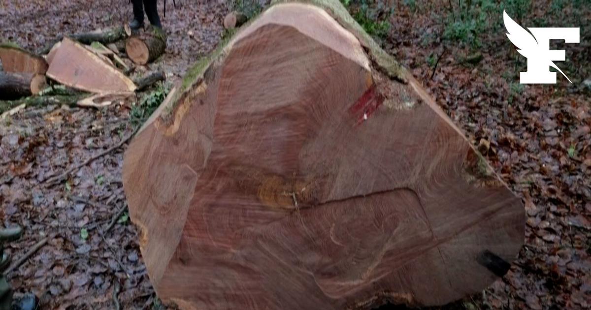 Les images du chêne vieux de 340 ans et planté sous Louis XIV abattu en Sarthe