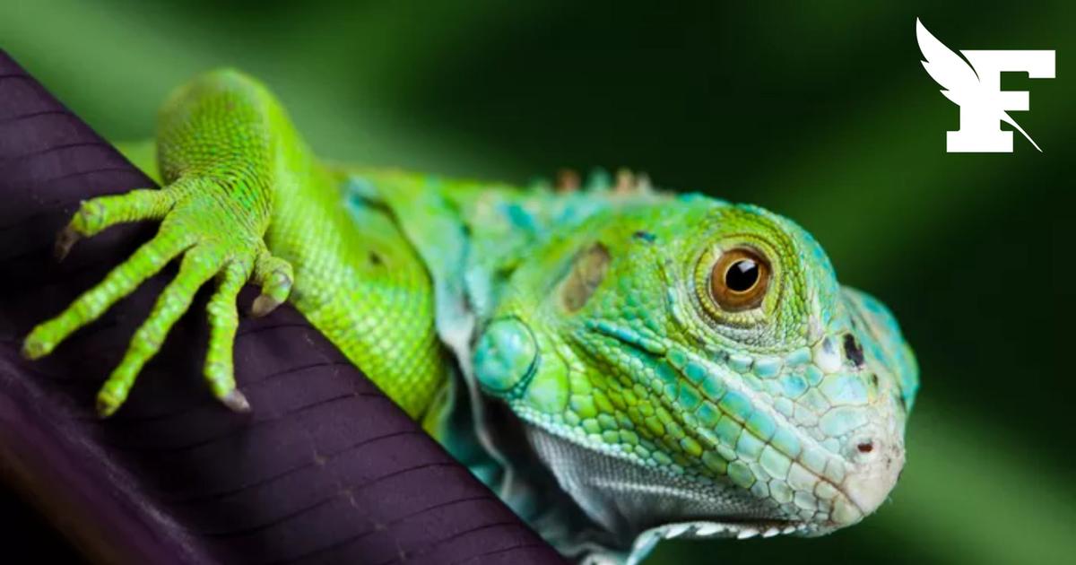 Etats-Unis: pour quelle raison les iguanes tombent des arbres par temps froid ?