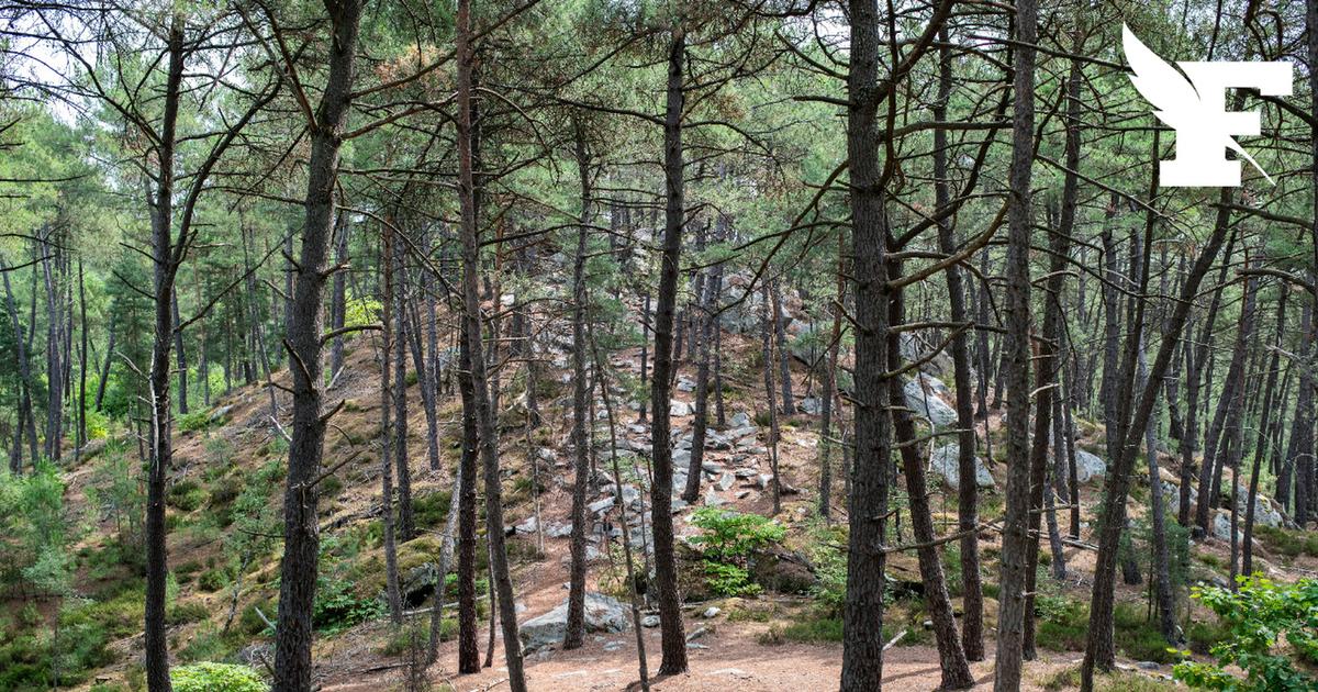 Face à la multiplication des épisodes caniculaires, le bilan pourrait être terrible pour les forêts françaises