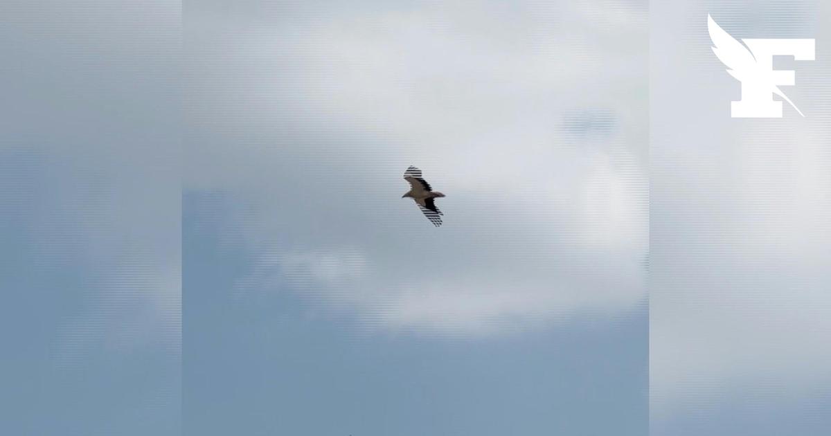 Espèce déjà en danger, le vautour égyptien menacé par la guerre au Moyen-Orient