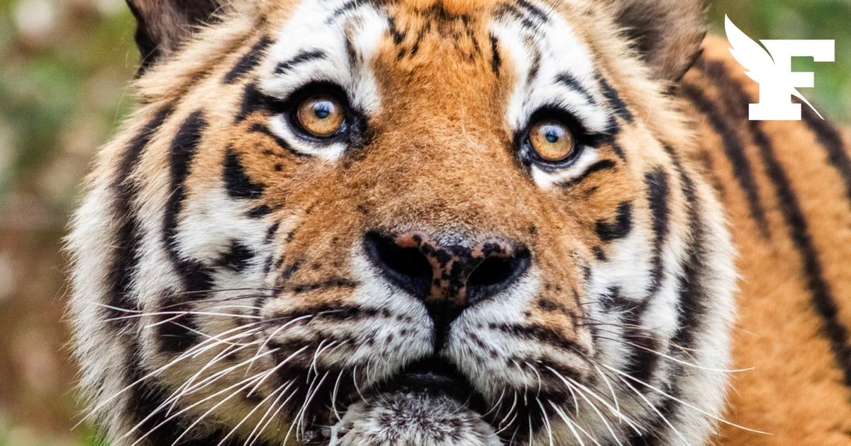 Un zoo de Haute-Garonne annonce la mort d'Alta, l'un des tigres les plus vieux d'Europe
