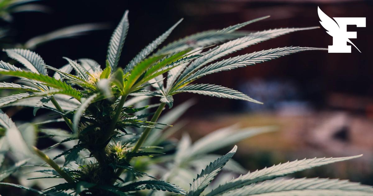Deux laboratoires clandestins fabriquant de la drogue de synthèse démantelés en Ariège