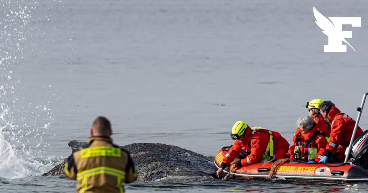 Allemagne : Une baleine s'est échouée sur la côte de la mer Baltique