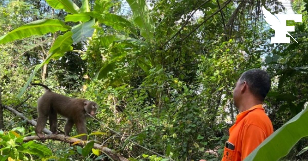 Polémique à Koh Samui : un Français accusé de refuser des touristes israéliens dans son parc en Thaïlande