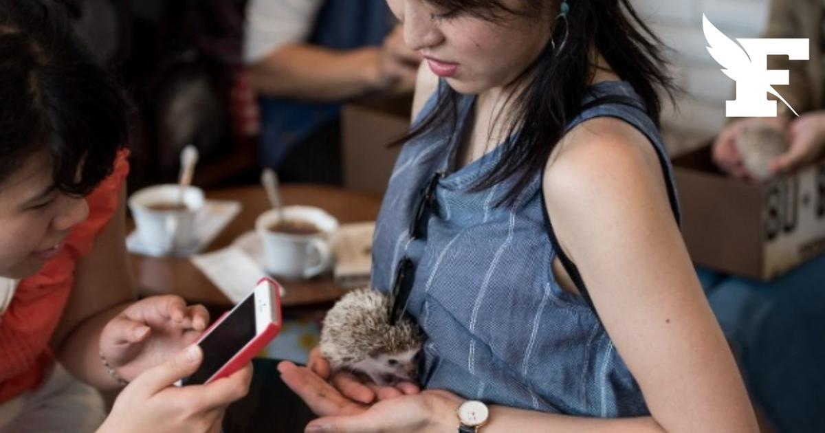 Japon : le gouvernement lance une enquête sur les cafés à animaux