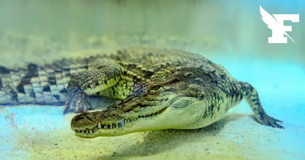 La police britannique arrête un homme suspecté de tentative de meurtre après avoir poussé un enfant de 3 ans dans un enclos de crocodiles