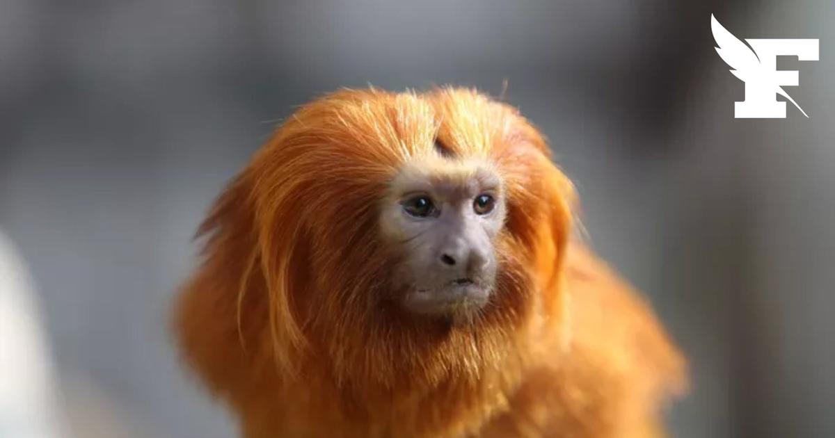 Une femelle tamarin-lion doré a fait son retour au ZooParc de Beauval, onze ans après le vol de 17 singes resté inexpliqué