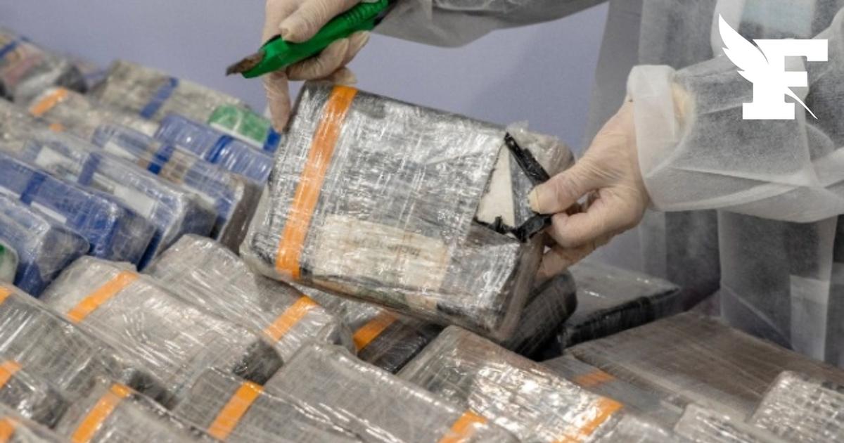 340 kg : saisie record de cocaïne en Italie dans une cargaison de bananes plantains