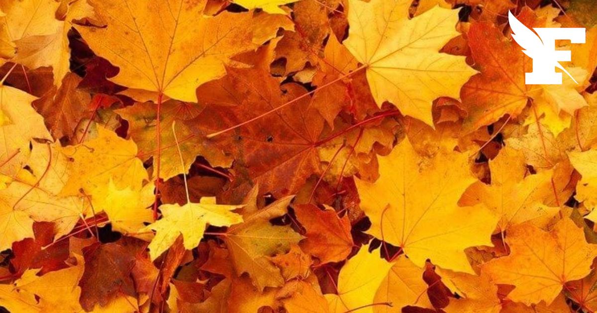 Pourquoi le passage à l'automne se fait le 23 septembre cette année ?