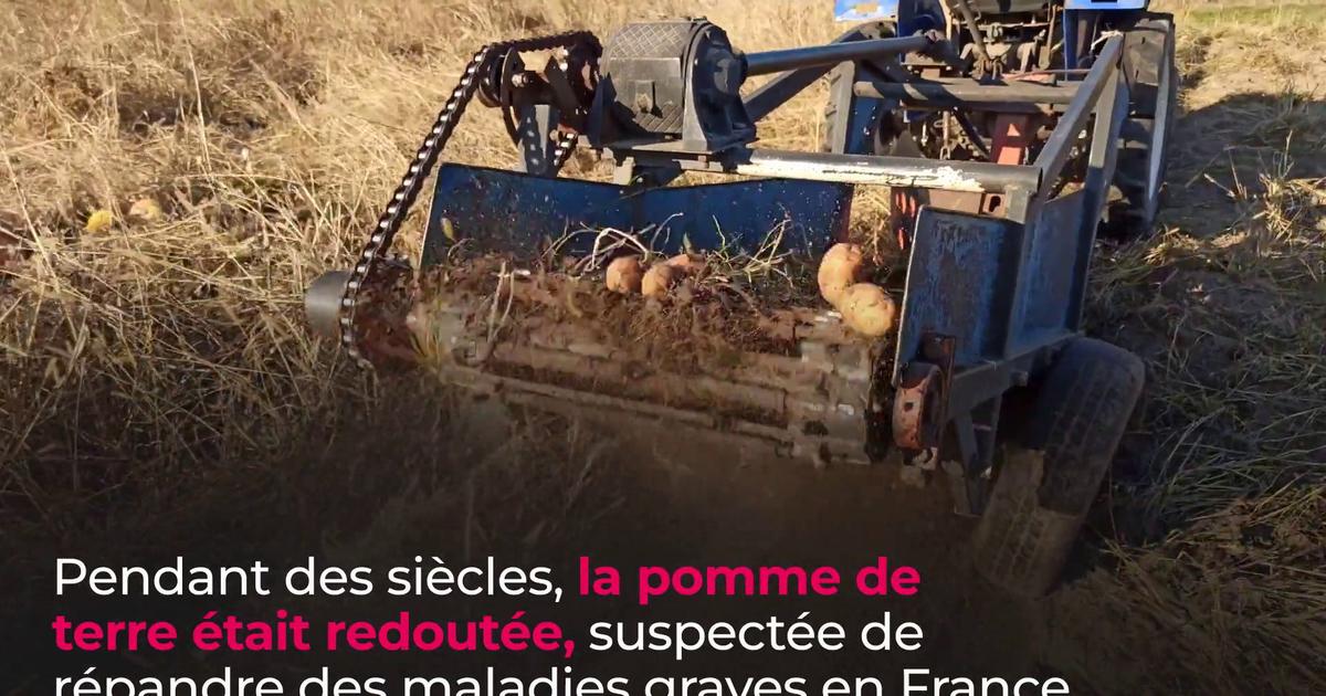 C'est cette variété de pommes de terre qui donne les meilleures purées