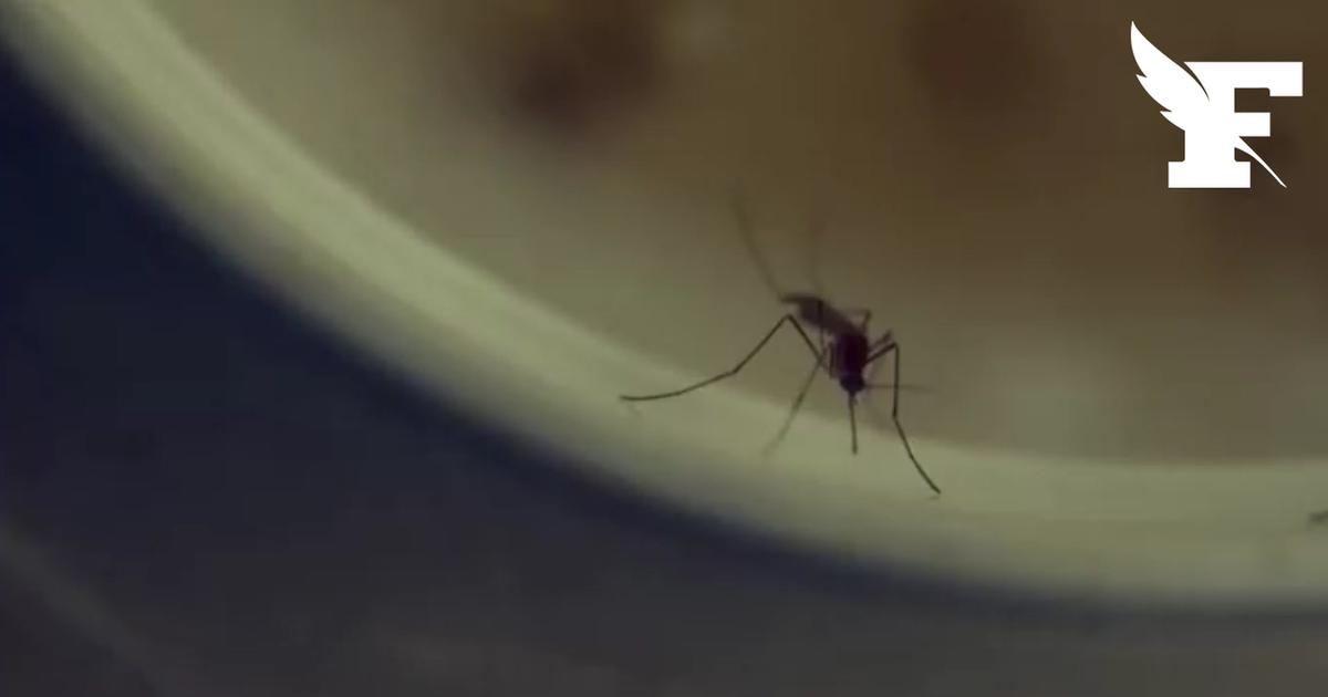 Écosse : alerte au virus tropical Usutu propagé par les moustiques