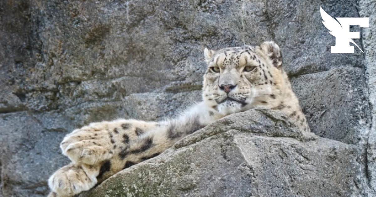 Une panthère des neiges est née au zoo du Bronx