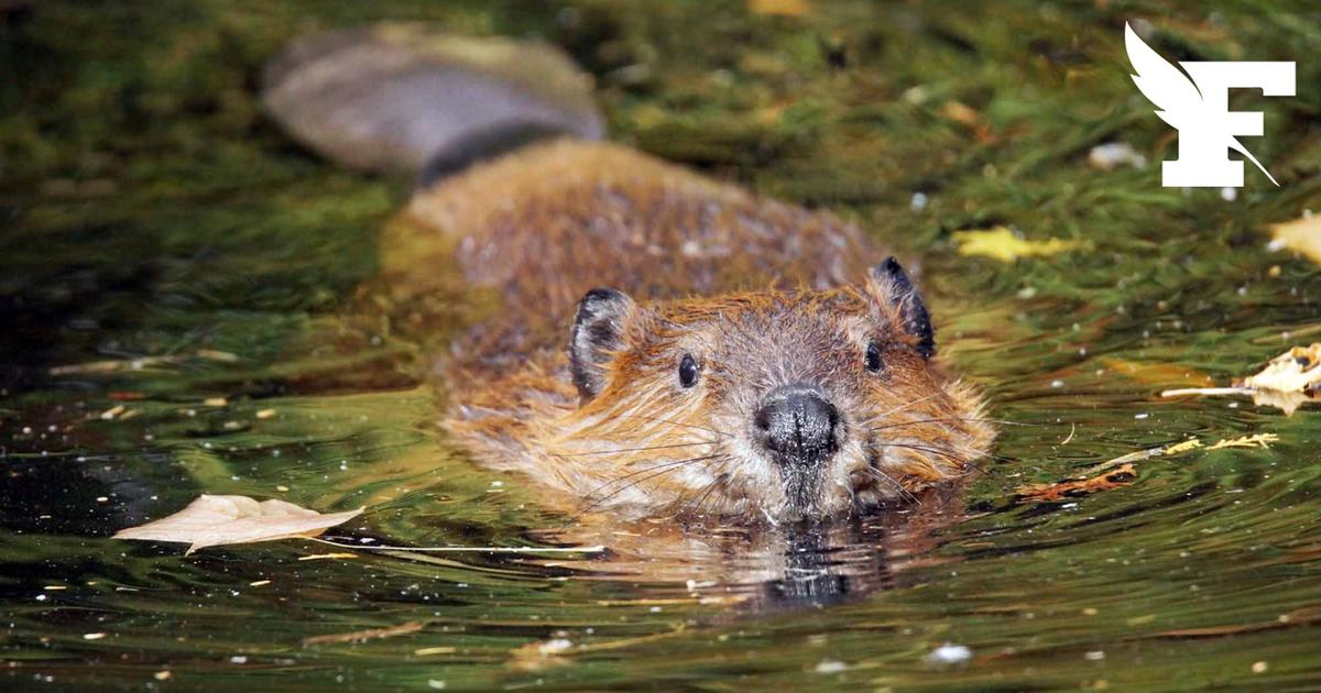 Biodiversité : le castor d'Europe fait son retour en Gironde