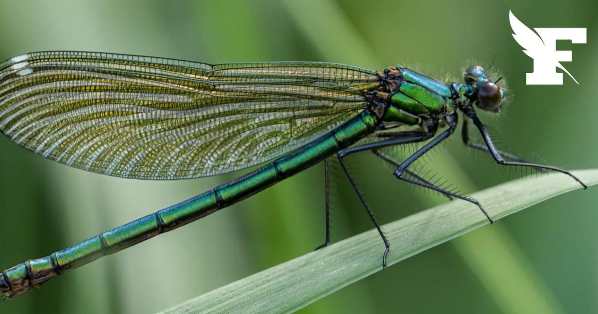 Nantes : 600 hectares de marais achetés pour créer un sanctuaire de biodiversité