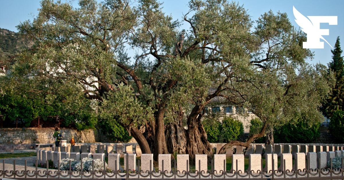 L’olivier bimillénaire du Monténégro a ressuscité et donne de nouveau des olives
