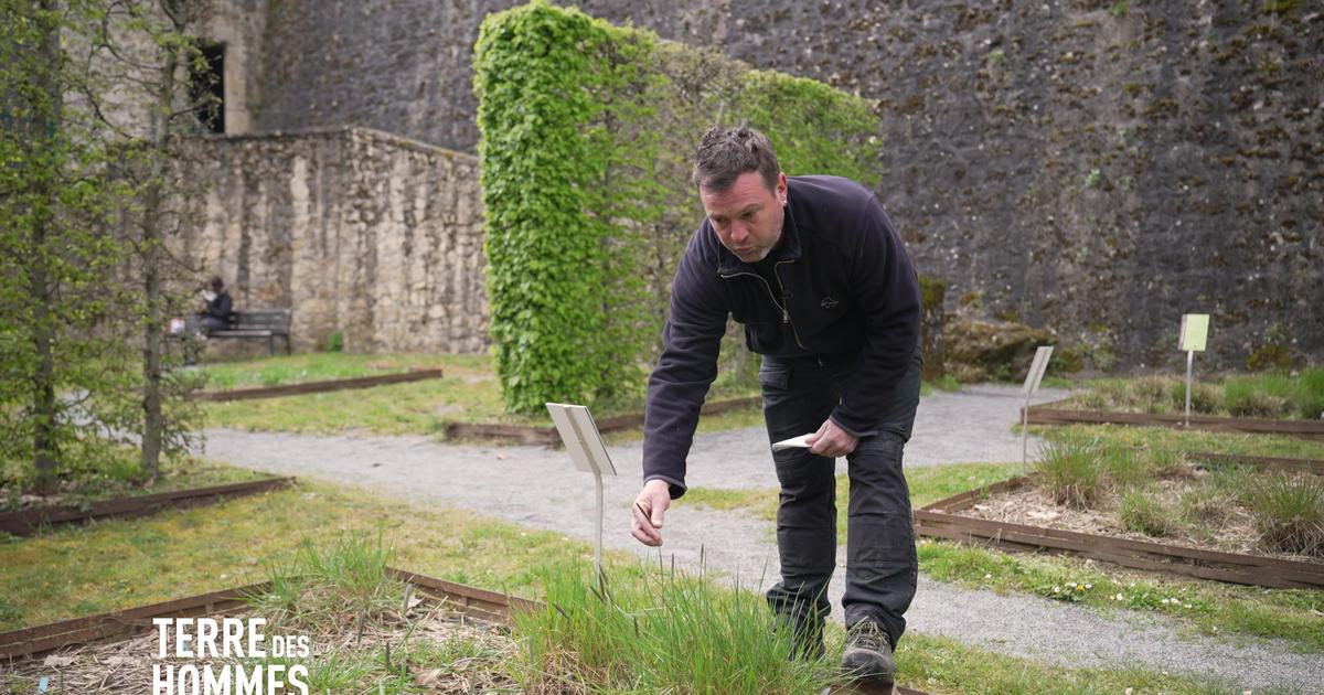 «Observer et anticiper les émissions de pollen» : Au pollinarium de Limoges, la traque du pollen pour prévenir les allergies