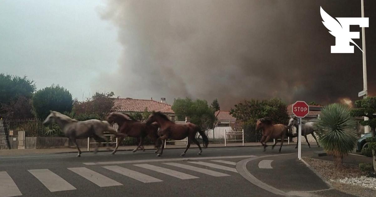 Un centre équestre de Biscarosse relâche les chevaux pour fuir les incendies