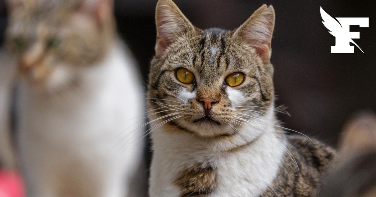 Il avait disparu à Bordeaux il y a 17 ans, une propriétaire retrouve son chat grâce à des bénévoles mobilisés sur les incendies en Gironde