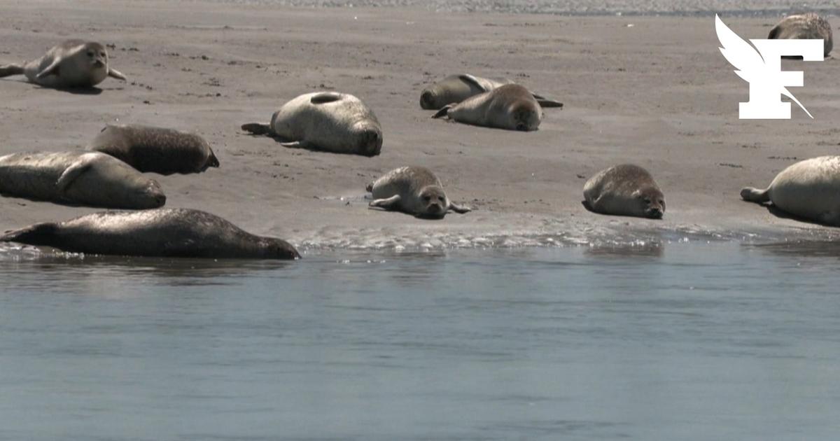 Hauts-de-France : des bénévoles qui veillent à la tranquillité des phoques