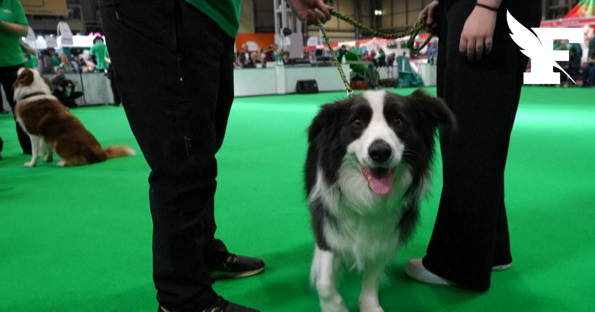 Royaume-Uni : le plus grand salon du monde dédié aux chiens est de retour