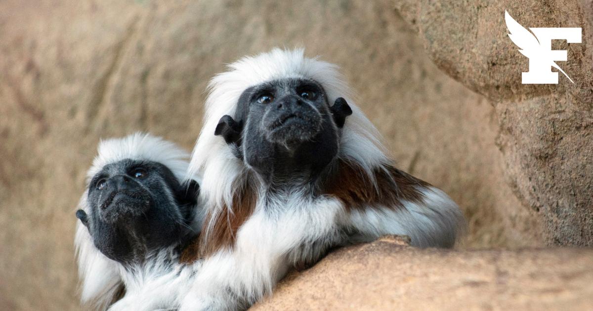 Charente-Maritime: deux bébés primates tamarins empereurs volés au zoo de La Palmyre