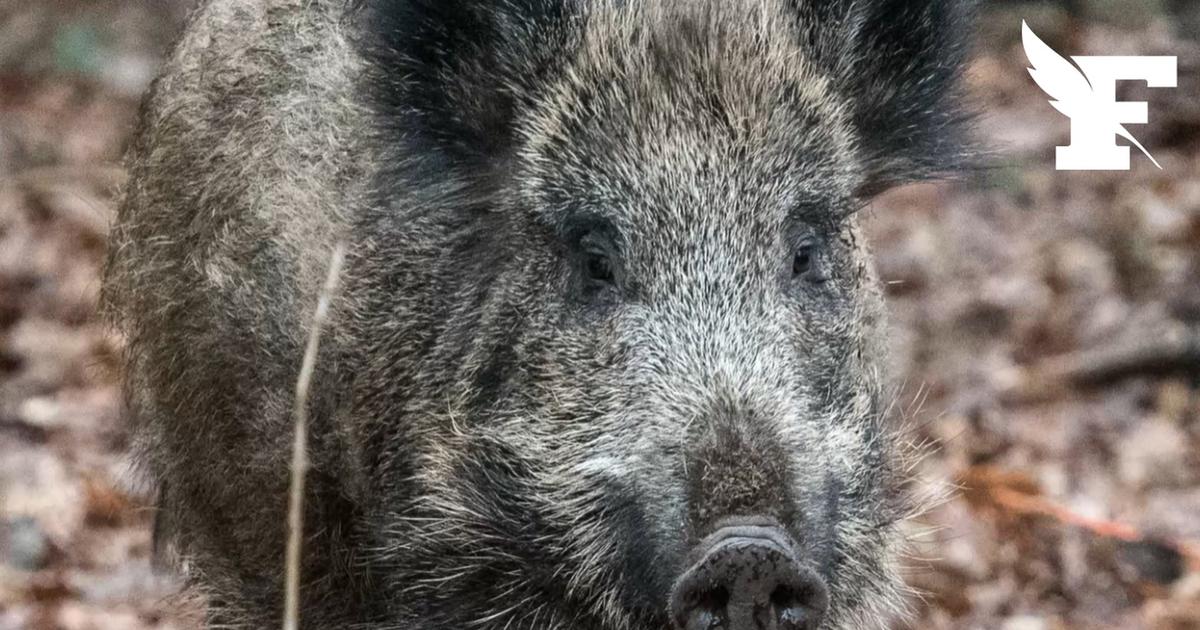 Plus d'un million de sangliers ont été chassés et tués lors de la saison de chasse 2025-2026