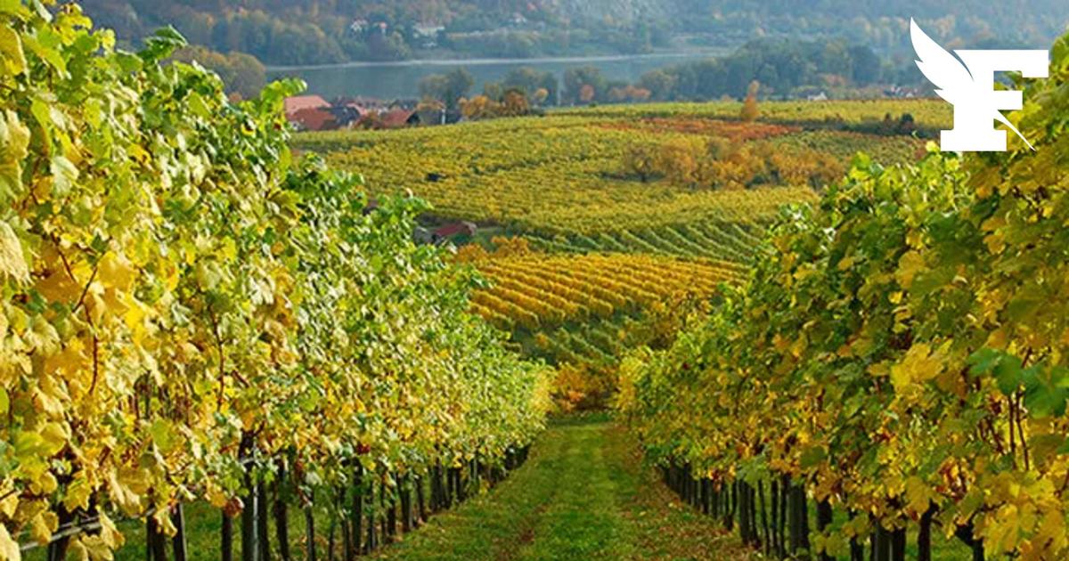 Dans le Bordelais, plus de 4.000 hectares de terres nues issues de l’arrachage de vignes mis en vente